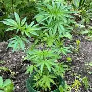 Heavy Indicas Outdoor 26