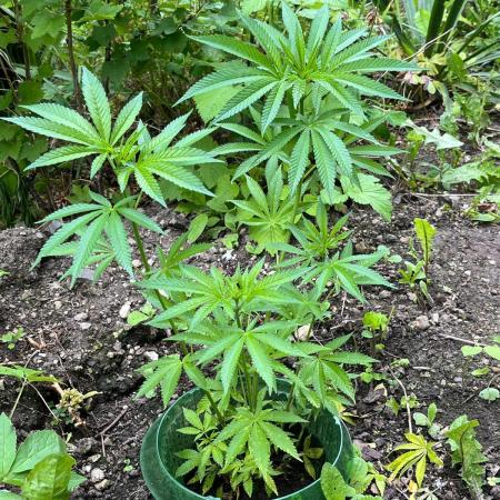 Heavy Indicas Outdoor 26