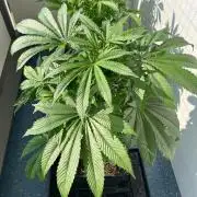 Deep Chunk Sommergrow Balkon