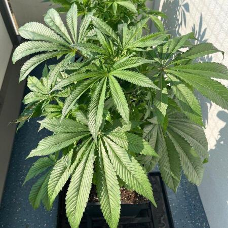 Deep Chunk Sommergrow Balkon