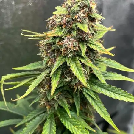 Indica Dominant FastBuds