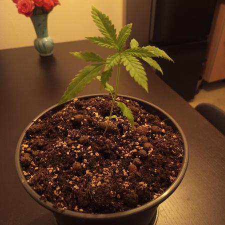 Failed: 0-Euro-Herbst-Grow Do-Si-Dos