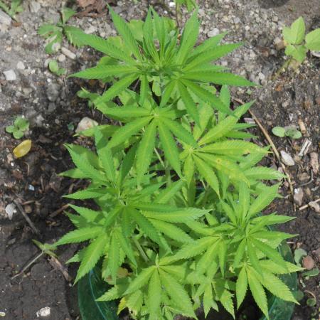 Heavy Indicas Outdoor 26