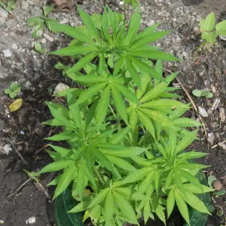 Heavy Indicas Outdoor 26