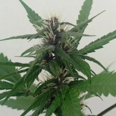 Balkon 42FastBuds