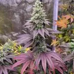 Limon Blanco V3 Test Run Khalifa 