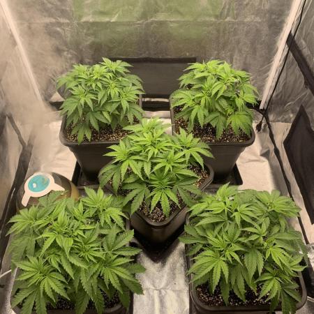 AK47-Serious Seeds