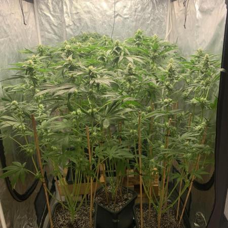 Super Lemon Haze