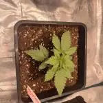 Royal Runtz, Green Gelato, Gelato 44 Tyson 2.0