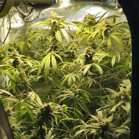 Advanced Nutrients Full Line + Autos