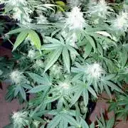 Dude Magic Gardening 