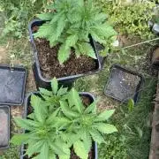 Tropicana Cookies Auto 420Fast buds