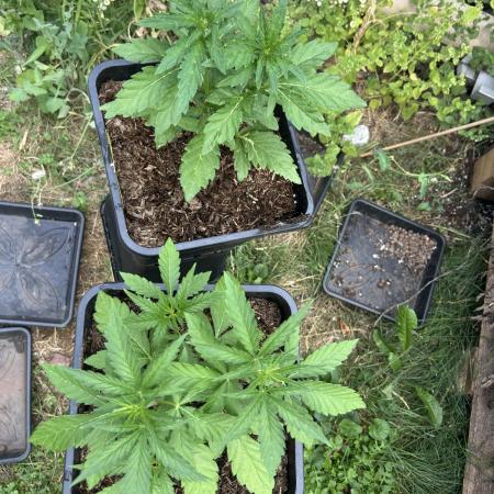 Tropicana Cookies Auto 420Fast buds