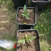 Tropicana Cookies Auto 420Fast buds