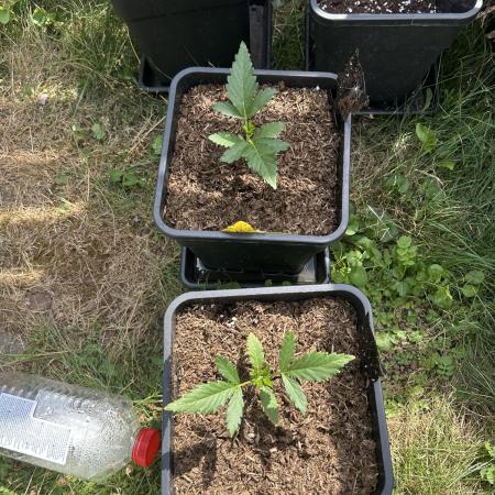Tropicana Cookies Auto 420Fast buds