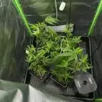 Bubba Kush Humboldt Seeds
