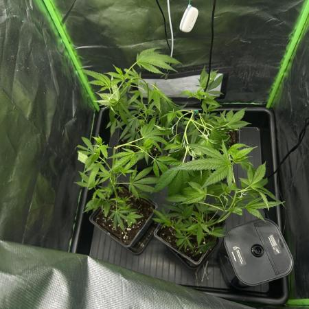 Bubba Kush Humboldt Seeds