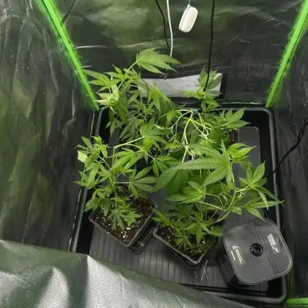 Bubba Kush Humboldt Seeds
