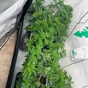 Cap Junky Alien Cookies × Kush Mints