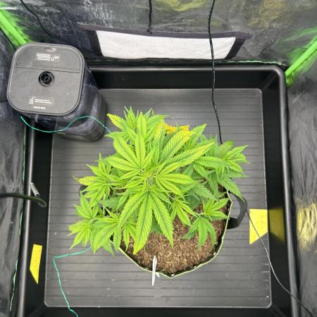 Super Boof Cherry