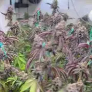 Radical Juice 1&2 Ripper Seeds Cut