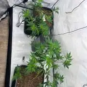 Cap Junky Alien Cookies × Kush Mints