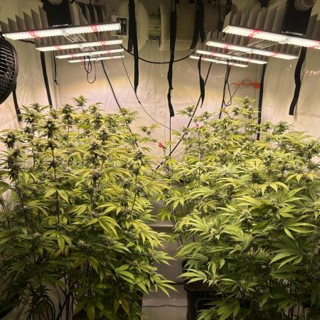 Radical Juice 1&2 Ripper Seeds Cut