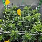 Bruce Banner