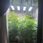 Projekt1&Radical Juice 1 Ripper Seeds Cu