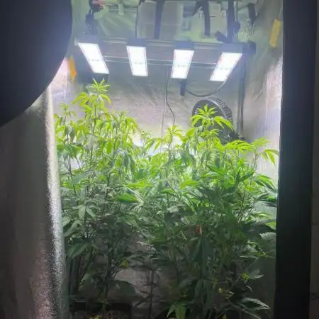 Projekt1&Radical Juice 1 Ripper Seeds Cu
