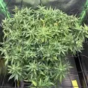 Super Boof Cherry