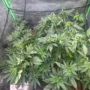 Bruce Banner