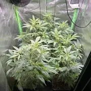 Bubba Kush Humboldt Seeds
