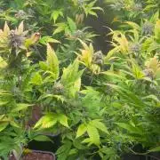 Bubba Kush Humboldt Seeds