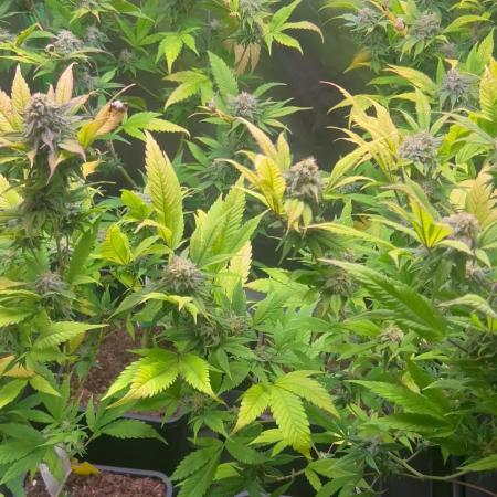 Bubba Kush Humboldt Seeds