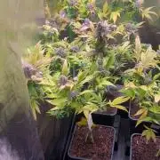 Bubba Kush Humboldt Seeds