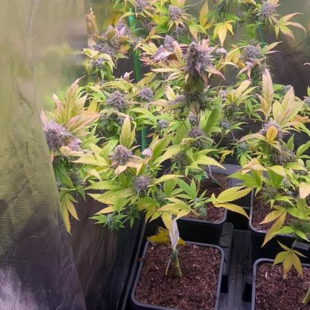 Bubba Kush Humboldt Seeds