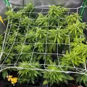 Bruce Banner