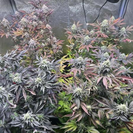 Projekt1&Radical Juice 1 Ripper Seeds Cu