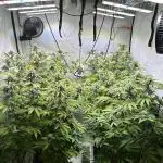 Radical Juice 1&2 Ripper Seeds Cut