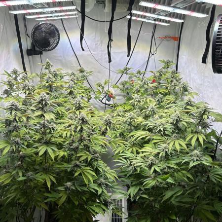 Radical Juice 1&2 Ripper Seeds Cut
