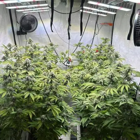 Radical Juice 1&2 Ripper Seeds Cut