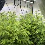 Radical Juice 1&2 Ripper Seeds Cut