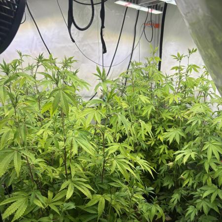 Radical Juice 1&2 Ripper Seeds Cut