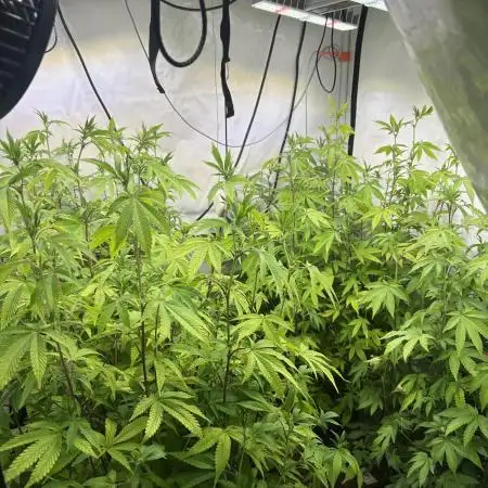 Radical Juice 1&2 Ripper Seeds Cut