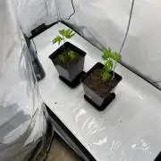 Cap Junky Alien Cookies × Kush Mints