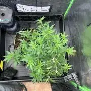 Super Boof Cherry