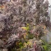 Radical Juice 1&2 Ripper Seeds Cut