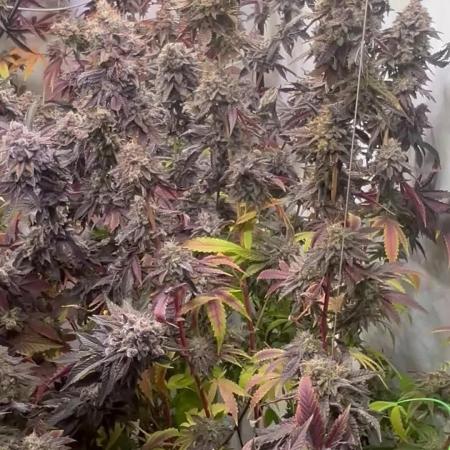 Radical Juice 1&2 Ripper Seeds Cut