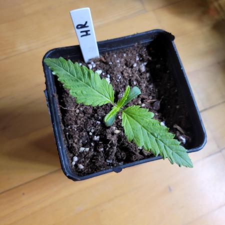 Lets grow some Honey Hash :)